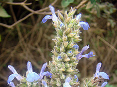 Pivot in use for Chia plants
